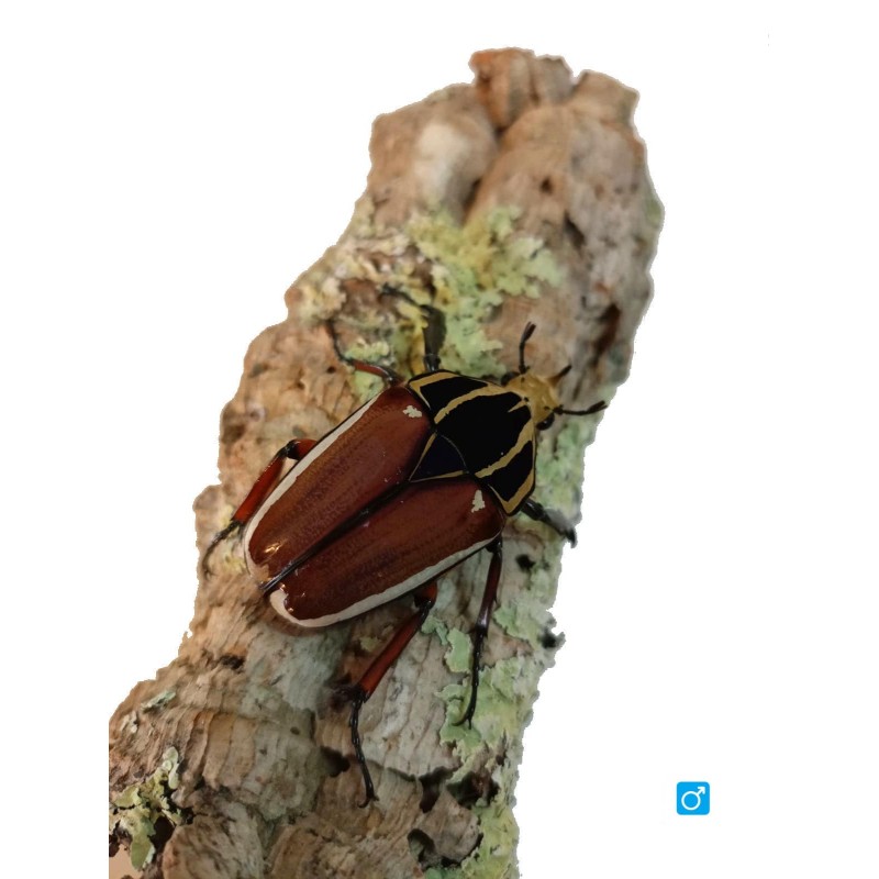 Larwa chrząszcza Mecynorrhina torquata ugandensis | Chrząszcze | Vantis Terra