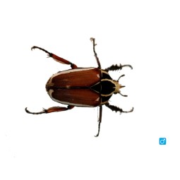 Larwa chrząszcza Mecynorrhina torquata ugandensis | Chrząszcze | Vantis Terra