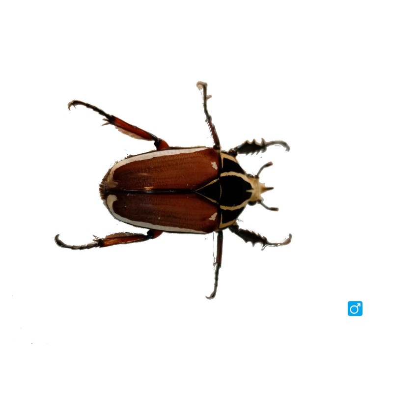 Larwa chrząszcza Mecynorrhina torquata ugandensis | Chrząszcze | Vantis Terra
