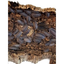 10x Porcellio spatulatus
