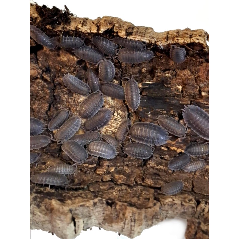 10x Porcellio spatulatus | Równonogi | Vantis Terra