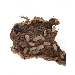 10x Armadillidium scaberrimum