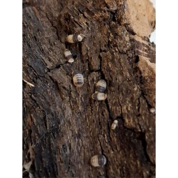 10x Cubaris sp. "White shark"