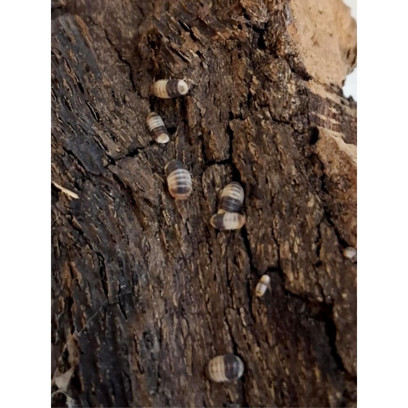 10x Cubaris sp. "White shark" | Równonogi | Vantis Terra