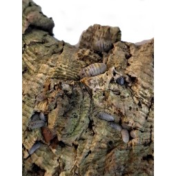 10x Armadillidium...