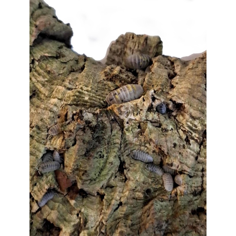 10x Armadillidium granulatum "Magic potion" | Równonogi | Vantis Terra