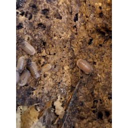 10x Caribodillo martinicensis ( ex Cubaris sp. "Salmon") | Równonogi | Vantis Terra