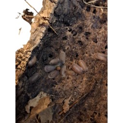 Równonogi | Vantis Terra