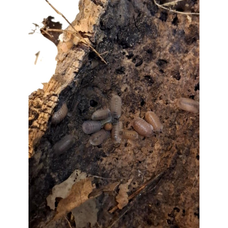 10x Caribodillo martinicensis ( ex Cubaris sp. "Salmon") | Równonogi | Vantis Terra