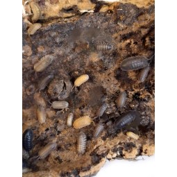 10x Armadillidium pallasii...