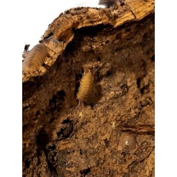 10x Cubaris sp. "Salmon" | Równonogi | Vantis Terra