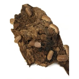 10x Armadillo officinalis...