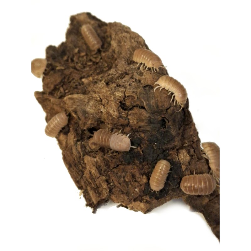 10x Armadillo officinalis "Brown" | Równonogi | Vantis Terra