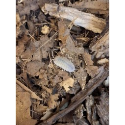 10x Porcellio baeticensis...