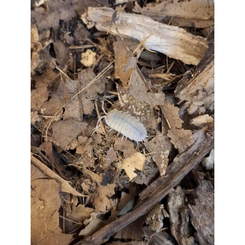 10x Porcellio baeticensis "Violet" | Równonogi | Vantis Terra