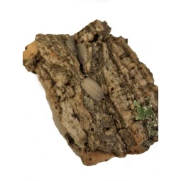 10x Porcellio baeticensis "Violet" | Równonogi | Vantis Terra