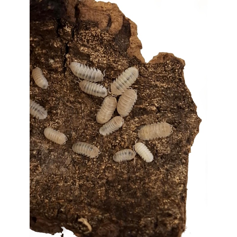 10x Armadillidium granulatum "White Pearl" | Równonogi | Vantis Terra