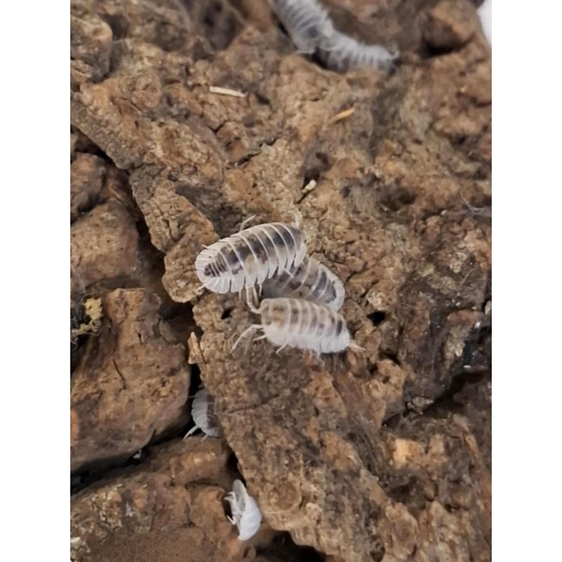 10x Nesodillo arcangelii "Cubaris sp. shiro utsuri" | Równonogi | Vantis Terra