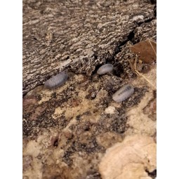 10x Cubaris sp. "Thai Angel...