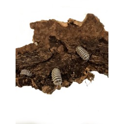 10x Armadillidium maculatum...