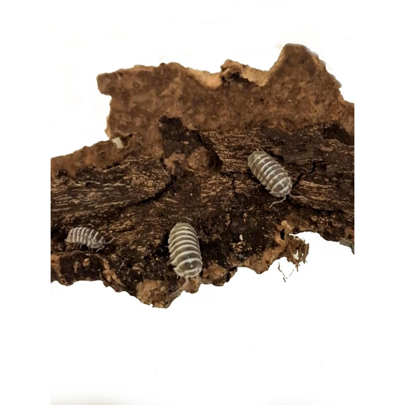 10x Armadillidium maculatum "Chocolate" | Równonogi | Vantis Terra