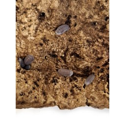 10x Cubaris sp. "Panda King...