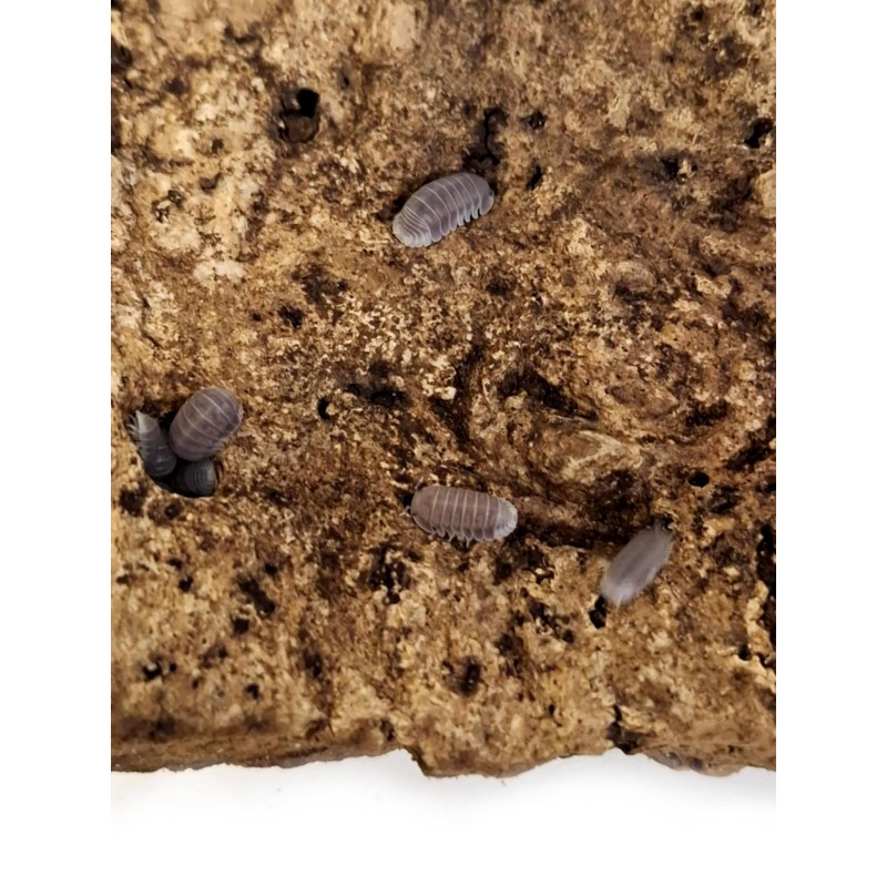 10x Cubaris sp. "Panda King - Black"/ "Black Panda" | Równonogi | Vantis Terra