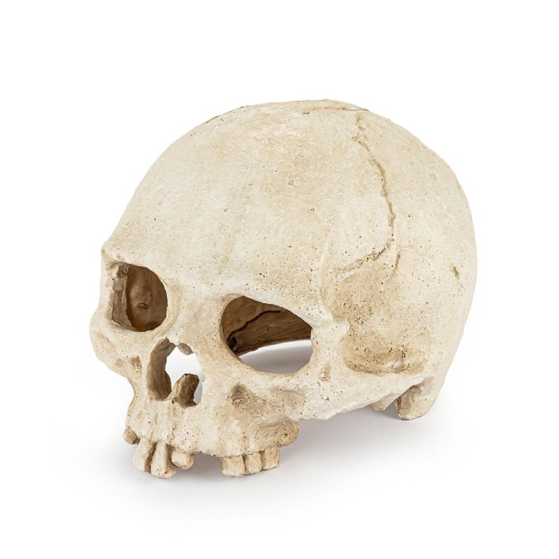 Kryjówka Sztuczna czaszka ludzka HapPet | Czaszki | Vantis Terra
