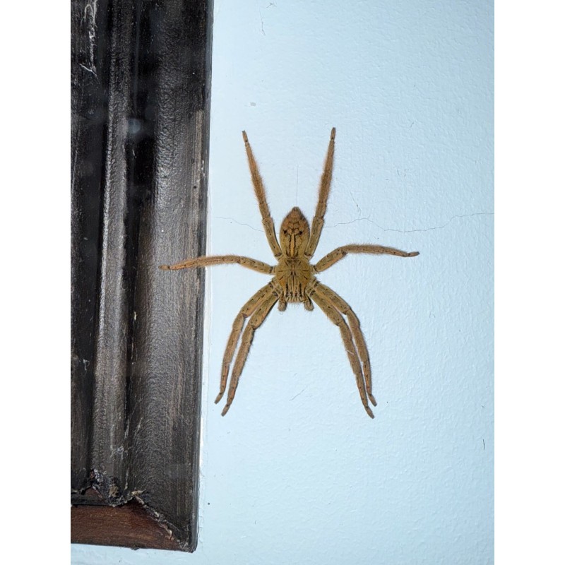 Cupiennius coccineus L3/4 | Pająki Właściwe | Vantis Terra