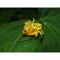 Platythomisus octomaculatus...