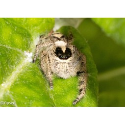 Skakun Hyllus diardi L2 | Pająki Właściwe | Vantis Terra