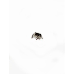 Skakun Hyllus diardi L2 | Pająki Właściwe | Vantis Terra