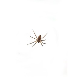 Cupiennius coccineus L3/4 | Pająki Właściwe | Vantis Terra