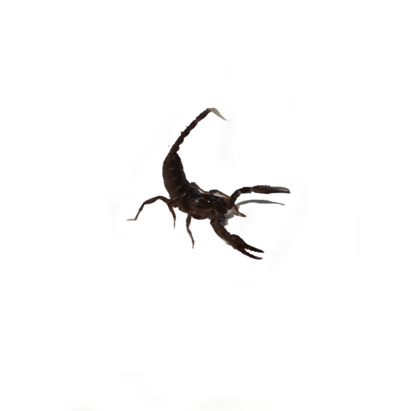 Skorpion Heterometrus spinifer L3 | Skorpiony | Vantis Terra
