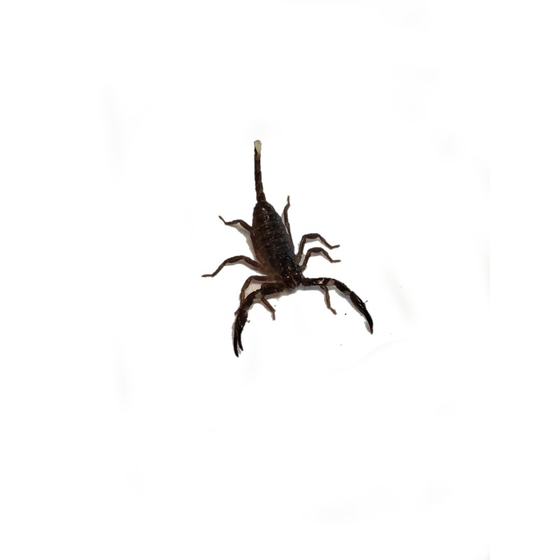 Skorpion Heterometrus spinifer L3 | Skorpiony | Vantis Terra