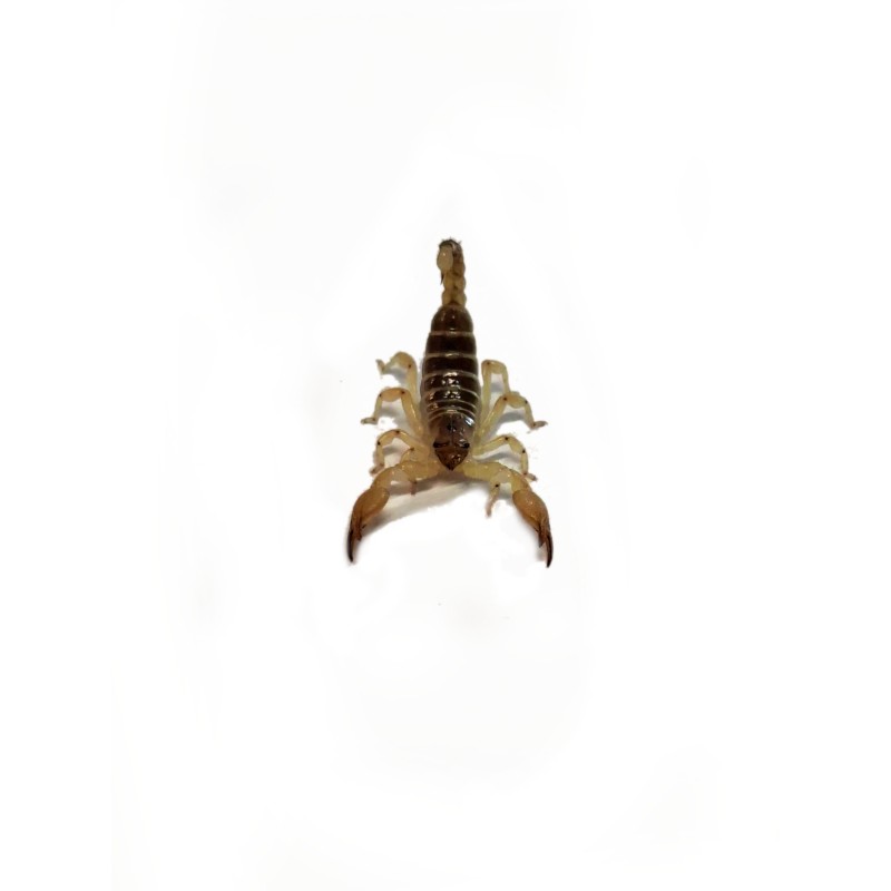 Skorpion Scorpio maurus 4 cm | Skorpiony | Vantis Terra