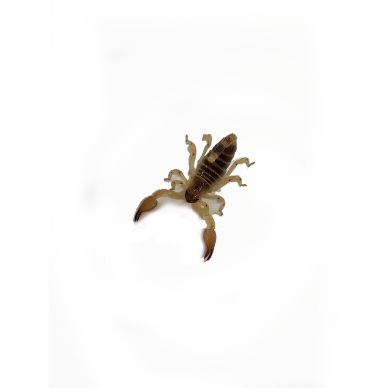Skorpion Scorpio maurus 4 cm | Skorpiony | Vantis Terra