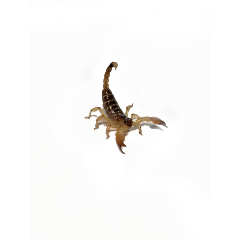 Skorpion Scorpio maurus 4 cm | Skorpiony | Vantis Terra