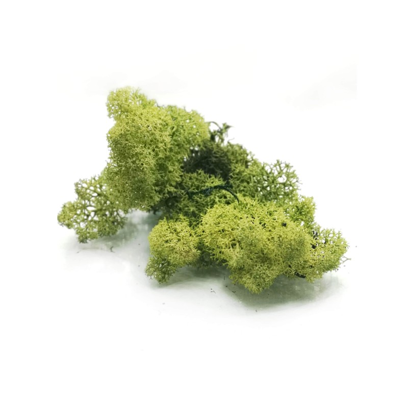Chrobotek - różne kolory 30g | Mchy i porosty | Vantis Terra Chrobotek - różne kolory 30g | Mchy i porosty | Vantis Terra