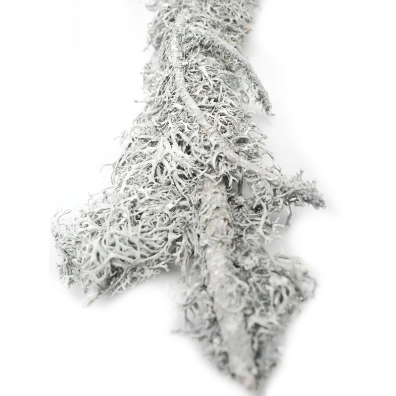 Gałązka porost lichen 60g | Strona główna | Vantis Terra