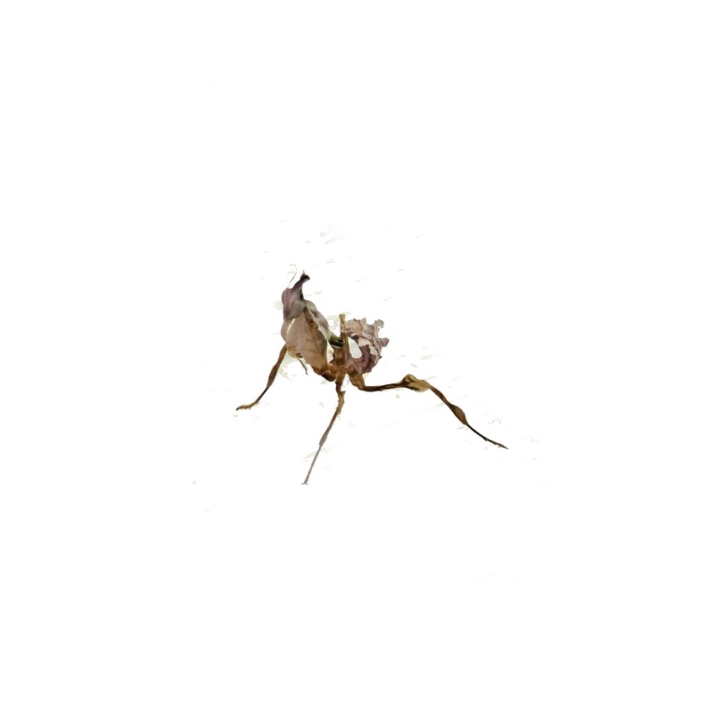 Modlszka diabelska (Idolomantis diabolica) L2 | Modliszki | Vantis Terra