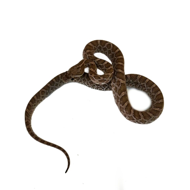 Wąż preriowy (Pantherophis emoryi) | Węże | Vantis Terra