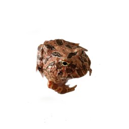 Żaba rogata (Ceratophrys...