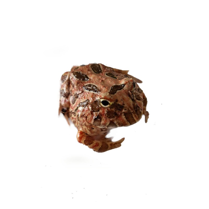 Żaba rogata (Ceratophrys cranwelli) - Coffe | Bezogonowe | Vantis Terra