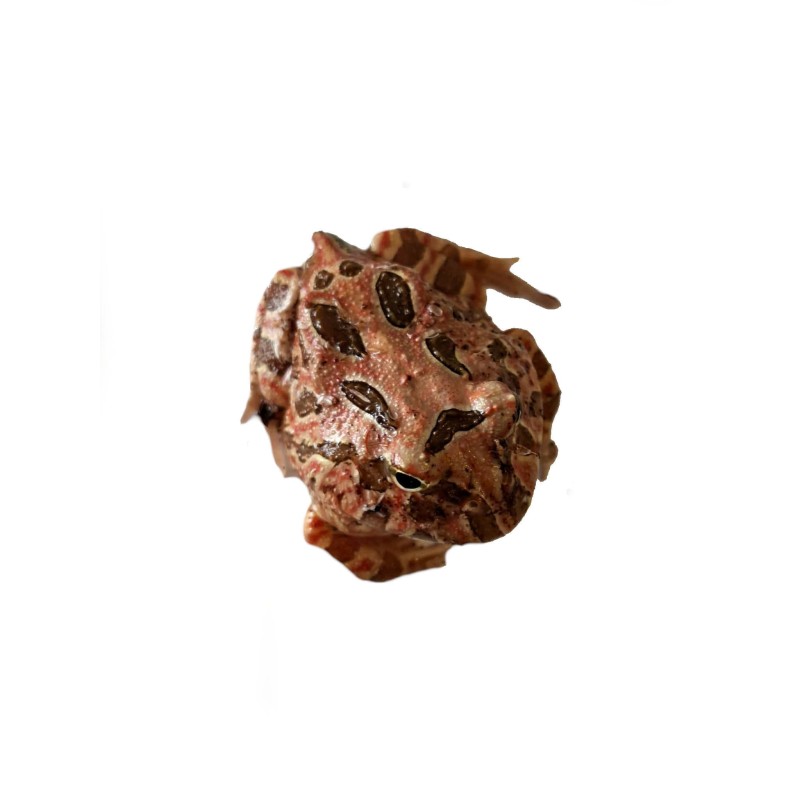 Żaba rogata (Ceratophrys cranwelli) - Coffe | Bezogonowe | Vantis Terra
