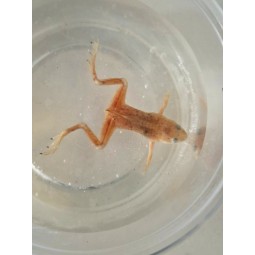 Karlik szponiasty (Hymenochirus curtipes) - Albino