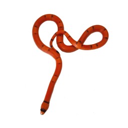 Lancetogłów (Lampropeltis...