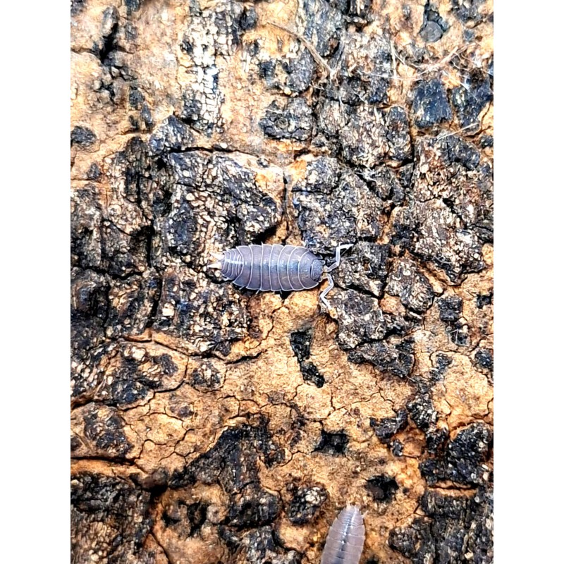 10x Uramba triangulifera (ex. Thermocellio sp. Tanzania) | Równonogi | Vantis Terra