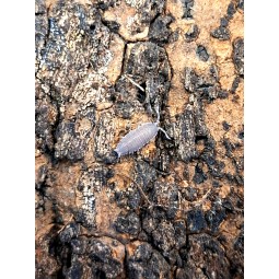 10x Uramba triangulifera (ex. Thermocellio sp. Tanzania) | Równonogi | Vantis Terra