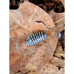 10x Armadillidium maculatum...